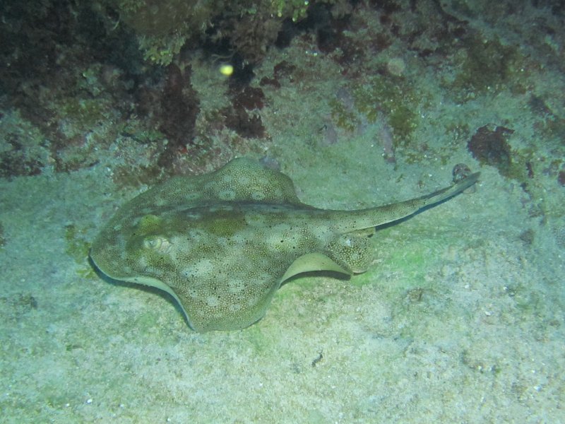 Southern ray