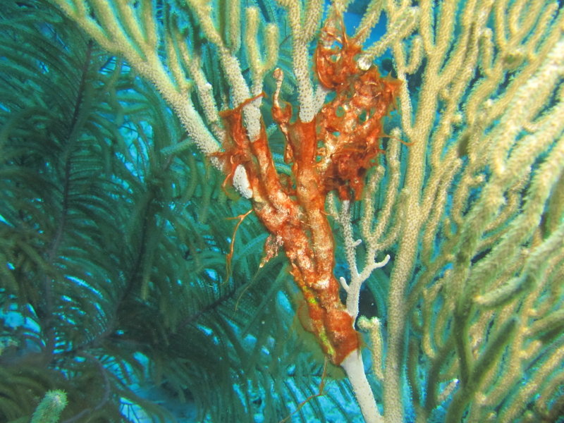 Soft coral 