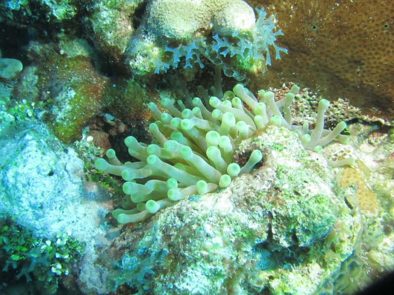 Anemone