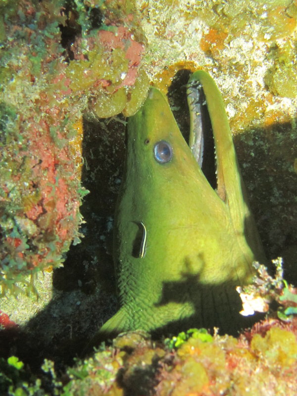 Green Morey Eel