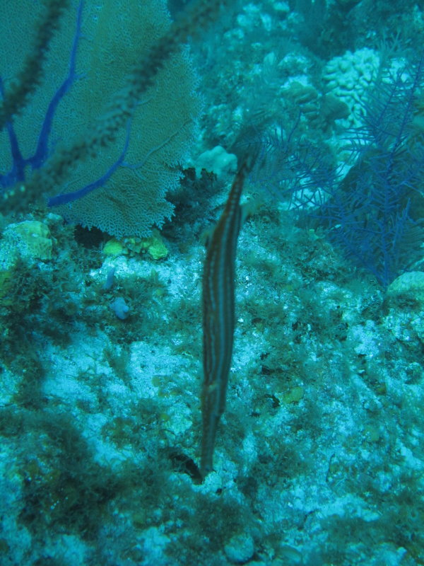 IMG_0127.JPG