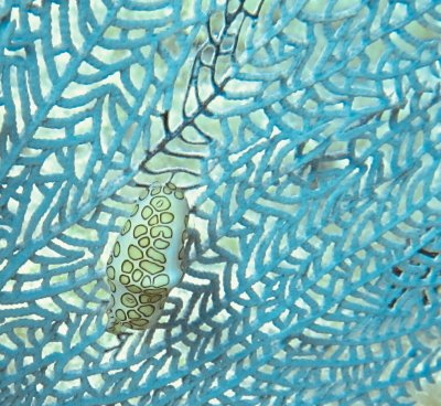 Flamingo tongue 