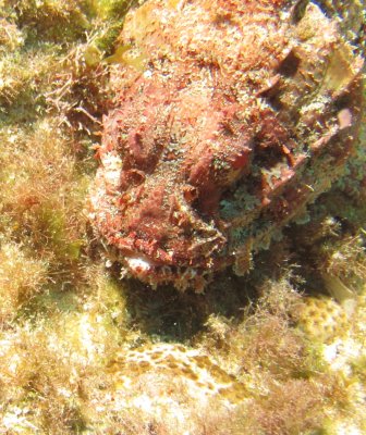 Stonefish 