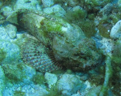 Stonefish with fins out