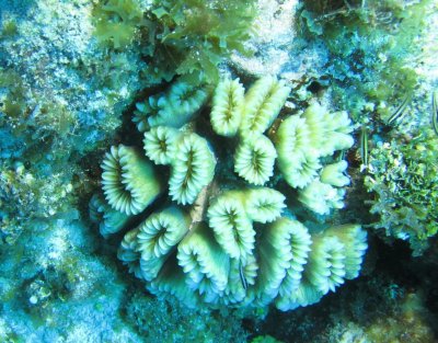 Hard coral