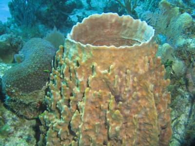 Big red barrel sponge 