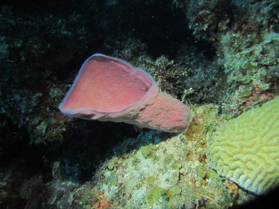 Purple tube sponge 