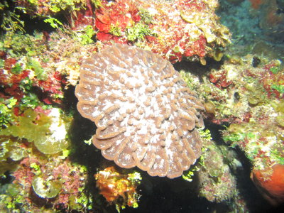 Hard coral 