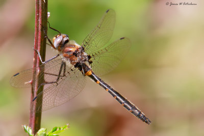 Sely's Sundragon