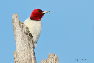 Red-headed Woodpecker