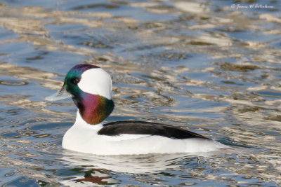 Bufflehead