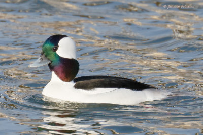Bufflehead