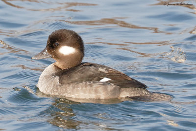 Bufflehead