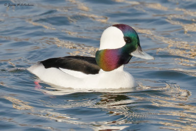 Bufflehead