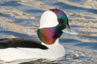 Bufflehead