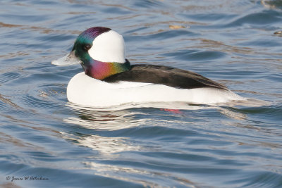Bufflehead
