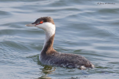 Horned Grebe