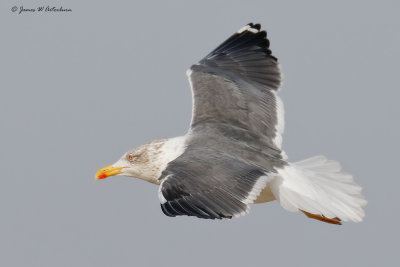 Lesser Black-backed Gull