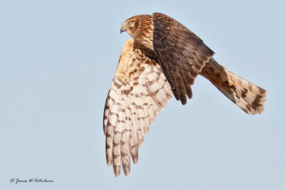 Northern Harrier