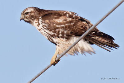 Red-tailed Hawk