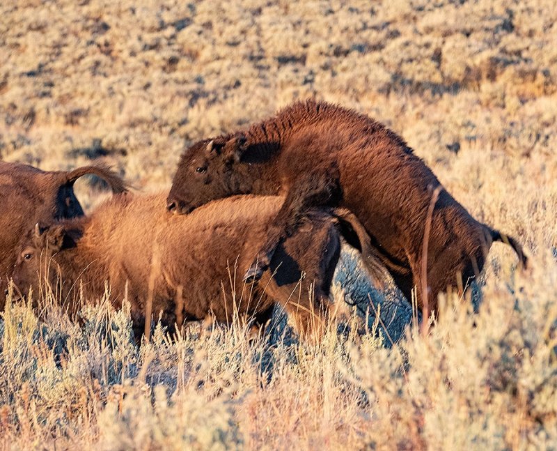 Bisons-Adolescent Hormons-Yellowstone.jpg