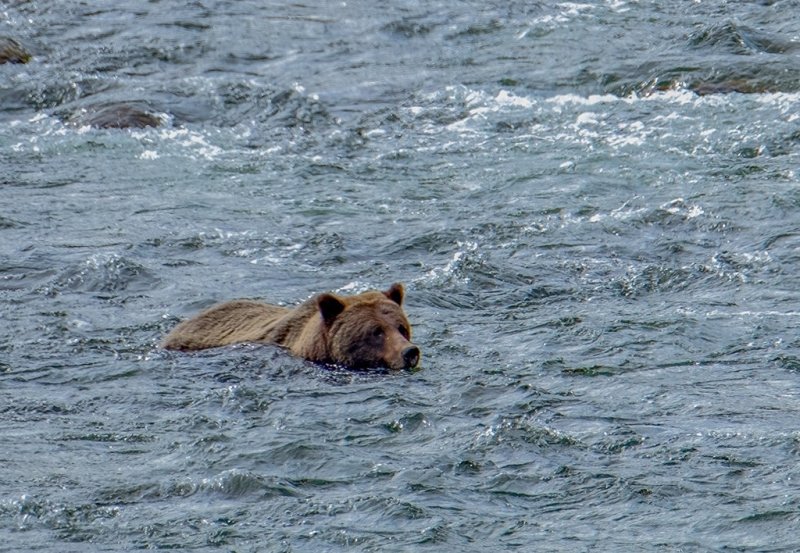 Swimmimg is good for your health-Yellowstone.jpg