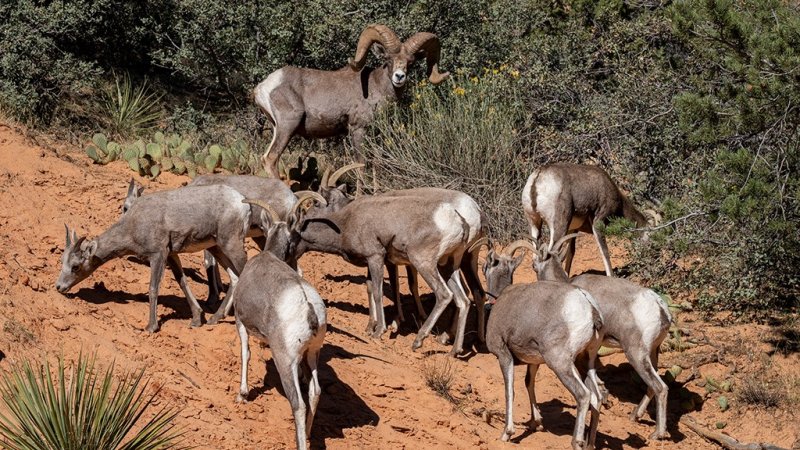 These Are My People! - Zion NP.jpg
