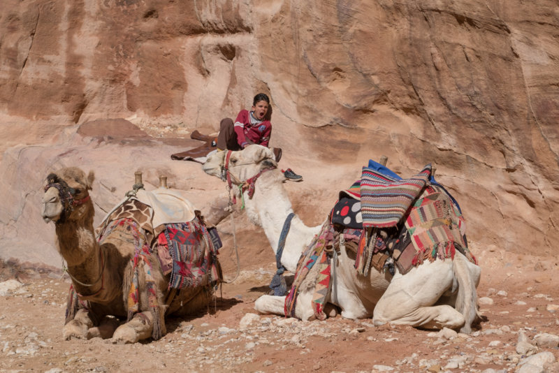 Watching camels is boring 