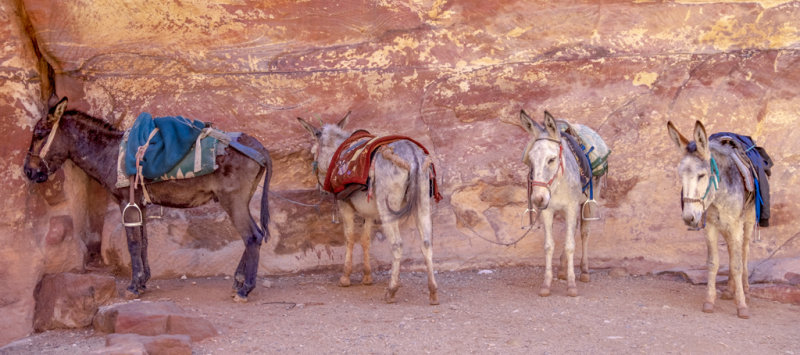 Waiting their turn
