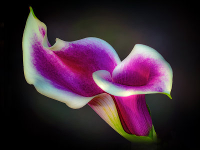 Calla Lily.jpg