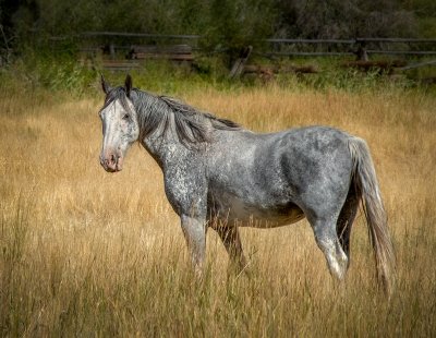 Grey Horse_1225.psd