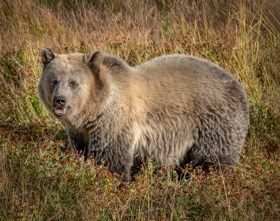 Grizzly Bear-Too close for comfort_1424-1.jpg
