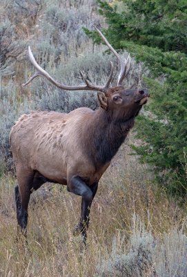 Elk's Song - Yellowstone.jpg