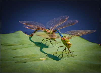 Even dragonflies, in front of your eyes, do it!