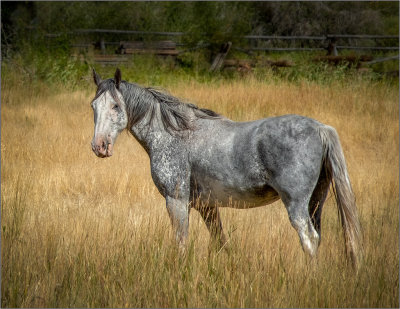 Gray Horse.jpg