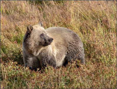 Grizzly Bear Portrait 1-Yelllowstone.jpg