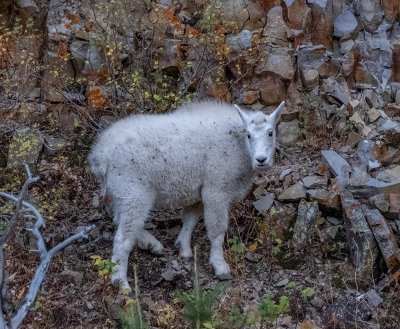 Mountain Goat - Yellowstone.jpg