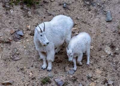 Mountain Goat and Baby - Yellowstone.jpg