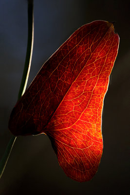 Red Leaf.jpg