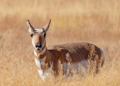 Young Pronghorn-Yellowstone.jpg