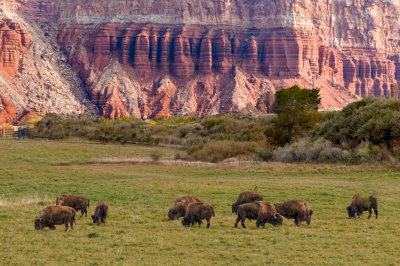 Bisons at Capitol Reef NP