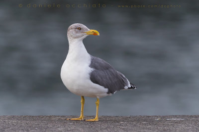 Azores Gull (Larus michahellis atlantis)