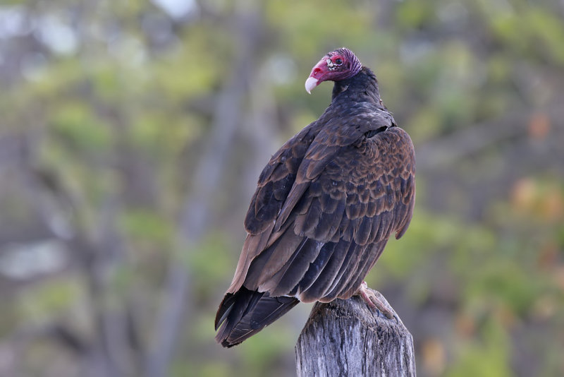 Turkey Vulture - (Cathartes aura)