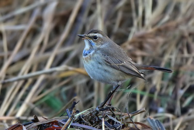 Blhake - Bluethroat (Luscinia svecica)