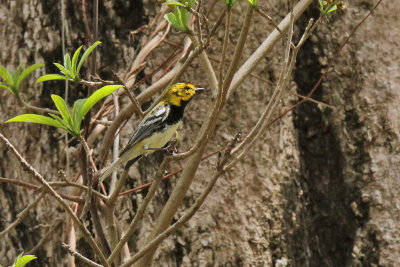 Black-throated Green Warbler - (Setophaga virens)