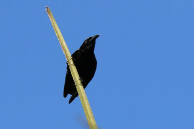 Cuban Crow - (Corvus nasicus)