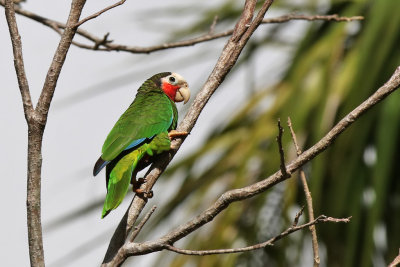 Cuban Parrot - (Amazona leucocephala)