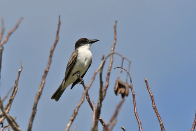 Giant Kingbird - (Tyrannus cubensis)