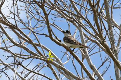 Giant Kingbird - (Tyrannus cubensis)