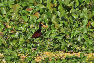 Northern Jacana - (Jacana spinosa)